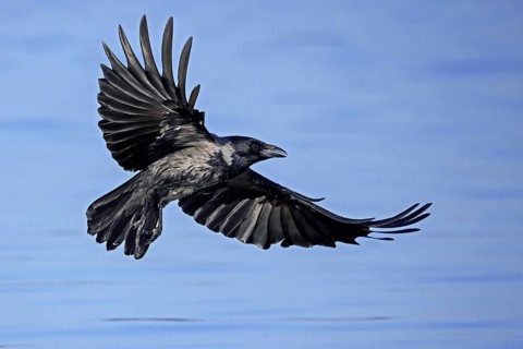 Northern European hooded crow (Corvus cornix cornix, Corvus corone cornix) flying over water of