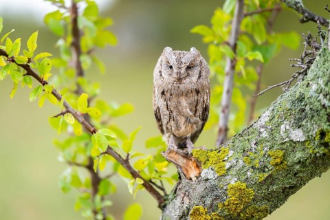 Eastern screech owl (Megascops asio) or Eastern screech-owl, captive, sitting on a branch with