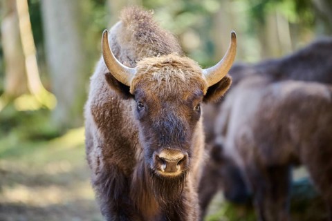 European bison (Bison bonasus) portrait in a forest in spring, Bavarian Forest, Germany, Europe