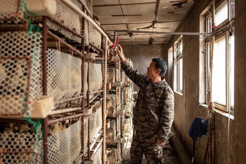 Worker with ducklings in rearing station, Jiang Su Salted Duck Farming Co. Ltd, Xiang Shui County,