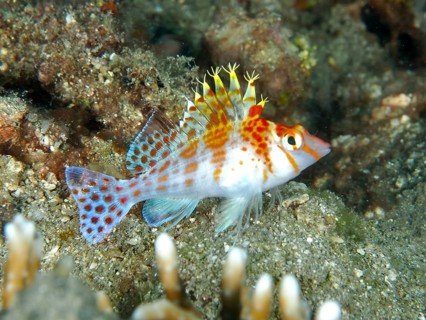 Spotted fish with colourful fins, Dwarf Hawkfish (Cirrhitichthys falco), dive site Twin Reef,