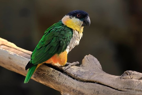 Green-winged Parrot (Pionites melanocephalus), adult, Waiting, alert, curious, Northern South