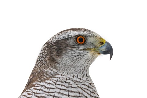Eurasian goshawk (Astur gentilis, Accipiter gentilis) close-up portrait of young sub-adult female