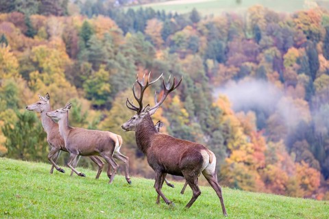 A red deer stag (Cervus elaphus) and three hinds run across a meadow. A forest with autumn leaves