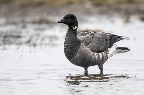 Brent goose (Branta bernicla), Amrum, Schleswig-Holstein, Germany, Europe