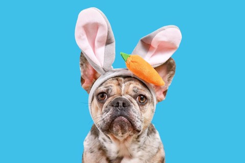 Funny French Bulldog dog wearing Easter bunny ear headband with carrot on blue background