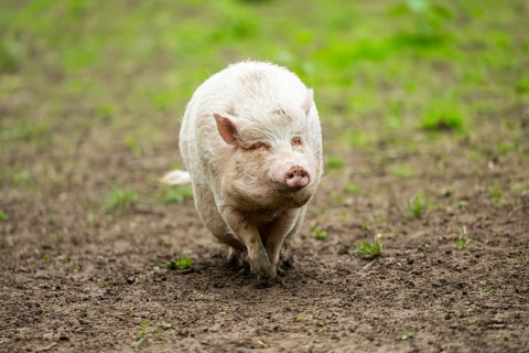 Vietnamese Pot-bellied pig, Bavaria, Germany, Europe