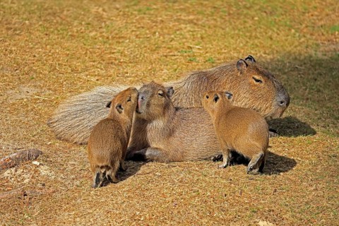Capybara (Hydrochoerus hydrochaeris), capybara, adult, female, mother, young, on land, group,