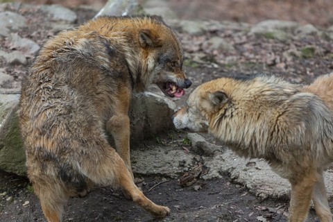 Social behaviour between two adult eurasian gray wolves (Canis lupus lupus), showing hierarchy