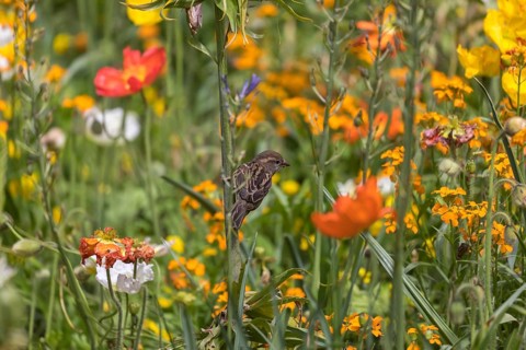 One female house sparrow (Passer domesticus) collecting insects in a flowering field of poppy