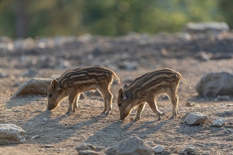 Two piglet wild boar or wild pig (Sus scrofa) walking over an opening with a green forest in the