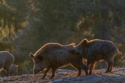Two wild boar or wild pig (Sus scrofa) play fighting on an opening. Strong backlit condition