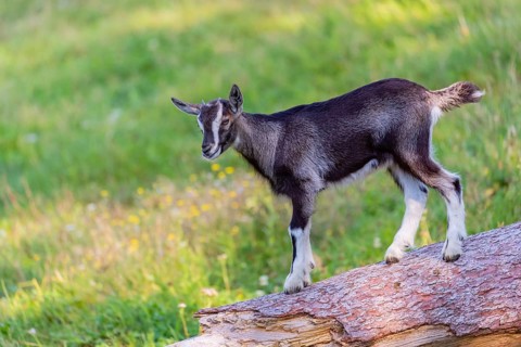 One Tauernschecke goatling, Capra aegagrus hircus, standing on a tree trunk lying on meadow