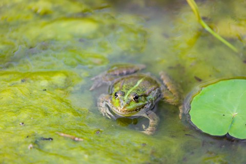 A common water frog, Pelophylax kl. esculentus, resting in the water close to a waterlilly,