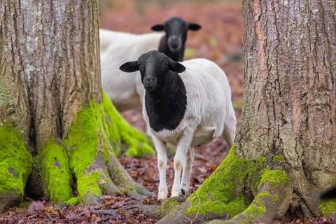 Two female Blackheaded Somali Sheep, Ovis aries, stand in an open forest