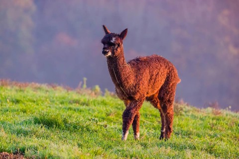 A young brown Alpaca (Vicugna pacos) stands on a green meadow
