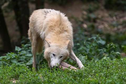 One Arctic wolf (Canis lupus arctos) chewing on a bone. Green grass around