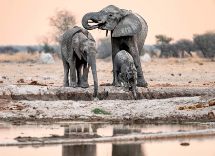 African elephant (Loxodonta africana), mother with young, drinking at a waterhole, at sunset, Nxai