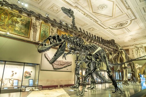 Dinosaur skeleton in the dinosaur hall of the Natural History Museum Vienna, Austria, riEurope,