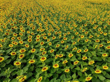 Sunflower field near Holzhausen, town of Rheinau, aerial view, Ortenau district, Baden-Württemberg,