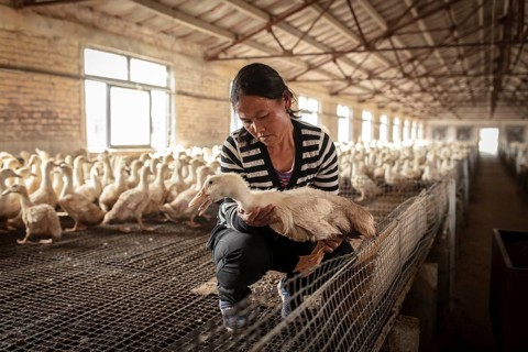 Labourer Ma Jian Hui, the workers live in the respective buildings where the ducks are kept, a