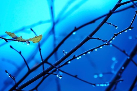 Branches with water drops, autumn, Germany, Europe