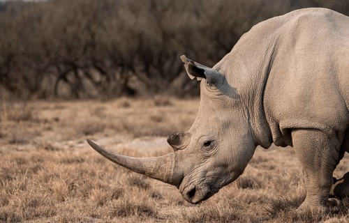 Southern white rhinoceros (Ceratotherium simum simum), animal portrait, Khama Rhino Sanctuary,