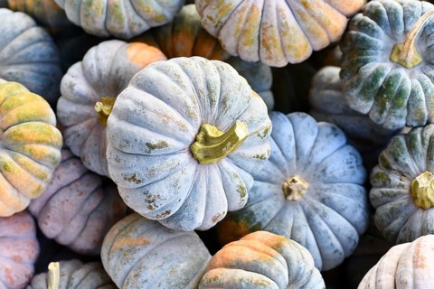 Top view of pastel colored 'Cucurbita moschata Hayato' muscade pumpkins
