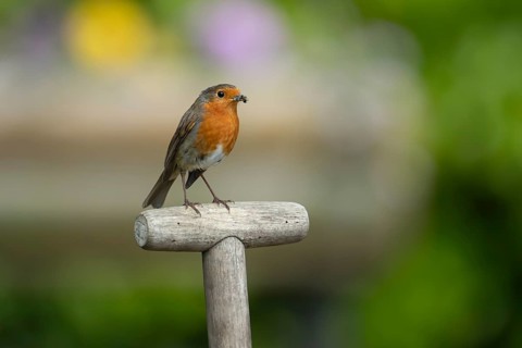 European robin (Erithacus rubecula) adult bird on a garden fork handle with food in its beak in