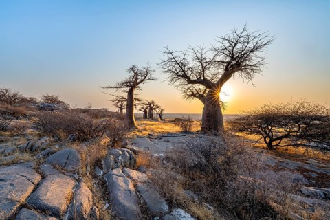 African baobab (Adansonia digitata), several trees at sunrise, sun star, Kubu Island (Lekubu), Sowa