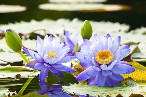 Two purple water lilies with yellow centre in a green pond between leaves, giant water lilies