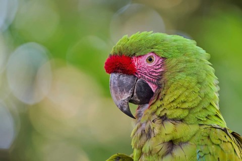 Great green macaw (Ara ambiguus) Costa Rica
