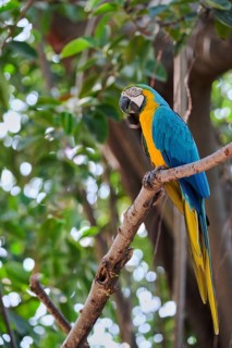 Yellow-breasted Macaw (Ara ararauna) Costa Rica