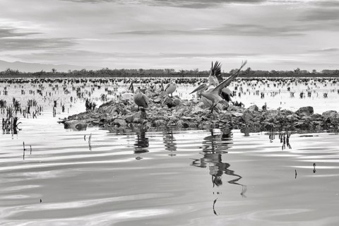 Dalmatian pelicans (Pelecanus crispus) on an island in Lake Kerkini, Lake Kerkini, dawn,