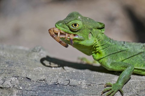 Frontal lobe basilisk female eats scorpion (Basiliscus plumifrons) Costa Rica