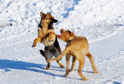 Two dogs romp full of energy in the snowy terrain with open mouths and lively expressions, German
