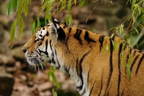 Tiger under trees, portrayed from the side with a calm expression, Siberian tiger (Panthera tigris