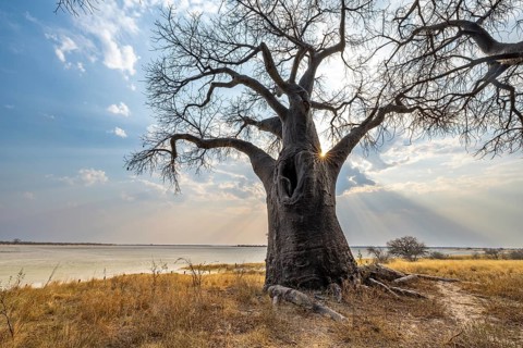 Babobabs on the edge of a salt pan, Baine's Baobabs, Nxai Pan National Park, Botswana, Africa