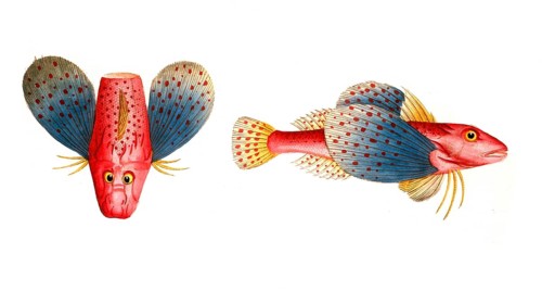 Fish, Fish, Fish species from the subfamily of the real gurnards, Trigla punctata, punctulated sea