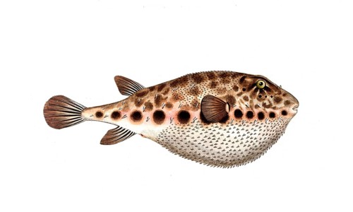 Fish, Fish, Genus from the family of puffer fish, Tetrodon spengleri, Historical, digitally