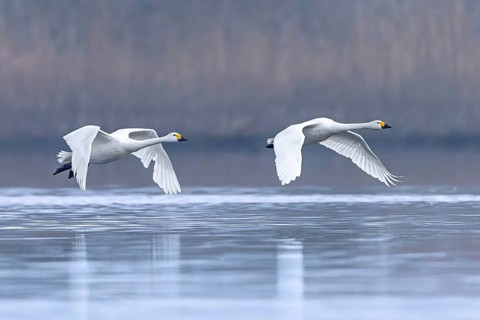 Bewick's swans, tundra swan (Cygnus bewickii) pair flying low over water of lake in early morning