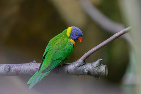 One Rainbow lorikeet (Trichoglossus moluccanus) sitting on a branch. Green vegetation in the
