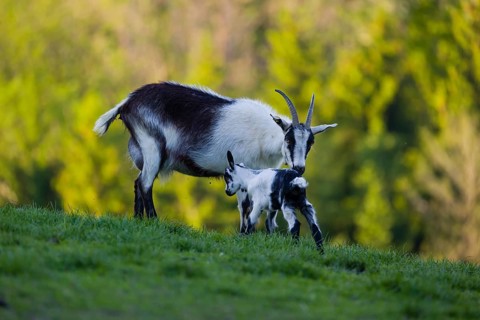 A female peacock goat (Capra aegagrus f. hircus) with her young is standing on a fresh green meadow