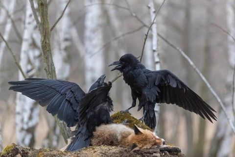 Two common raven (Corvus corax), fighting and feeding on the carcass of a red fox lying on stones