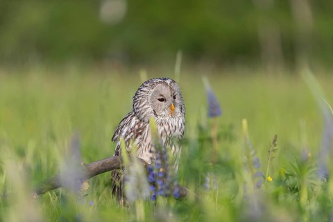 One Ural owl (Strix uralensis) sitting on a branch lying in a field of flowering lupines in late
