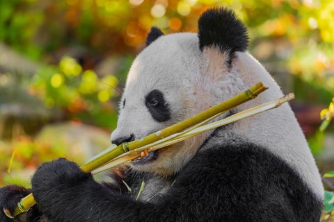 A Giant Panda, ailuropoda melanoleuca, leans against a rock and eats bamboo