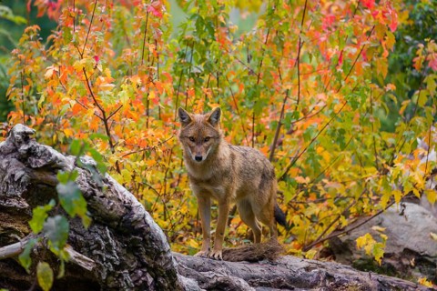 One golden jackal (Canis aureus) stands on a fallen tree trunk. Behind him is a tree in intense
