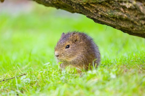 A young Brazilian guinea pig (Cavia aperea) grazes on a green meadow