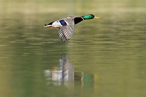Mallard (Anas platyrhynchos), drake in flight, Flachsee, nature reserve, Reusstal, Canton Aargau,