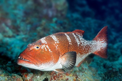 Saddleback trout perch (Plectropomus laevis), grouper, Great Barrier Reef, Unesco World Heritage